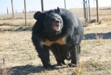 How a Bear Triggered an Epic Fight Over the Inner Lives of Animals